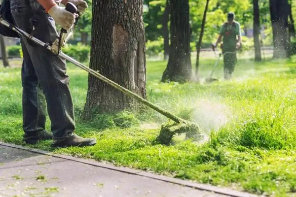 Lawn Care and Yard Cleanup